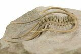 Spiny Boedaspis Trilobite - Museum Quality Specimen #360442-3